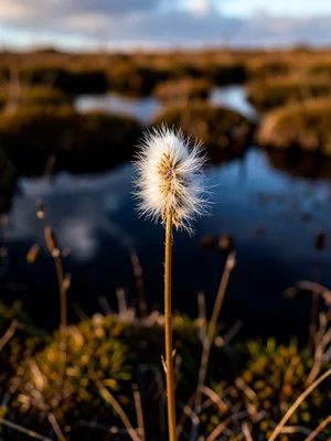 Cotton grass stem detail — single plant with fluffy white head against blurred d