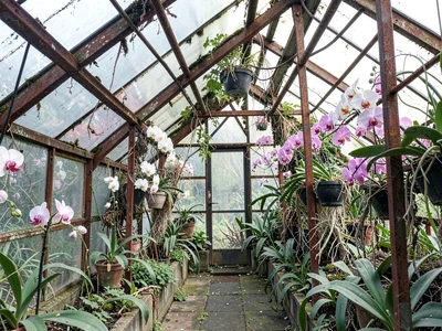 Abandoned greenhouse interior, overgrown orchids claiming rusted framework