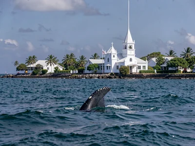 Sunday stillness in Nuku'alofa, Tonga, Humpback whale tail above water against t