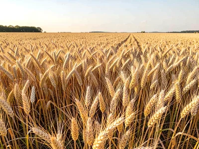 Golden mature wheat filling frame to horizon