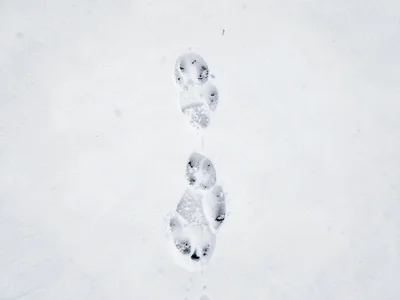 Fox track pattern in fresh snow