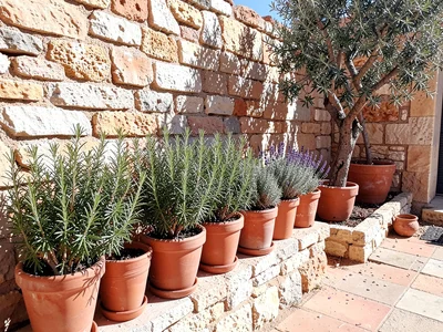 Herb Pots on Stone Wall