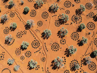 Saltbush shrubs scattered across ochre plain from above, each casting small roun