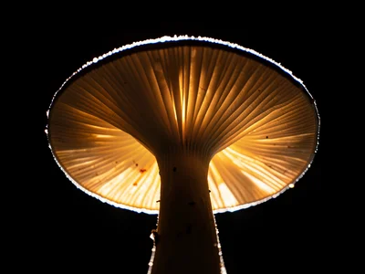 Mushroom gill detail backlit