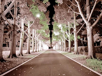 Avenue of trees white tunnel effect