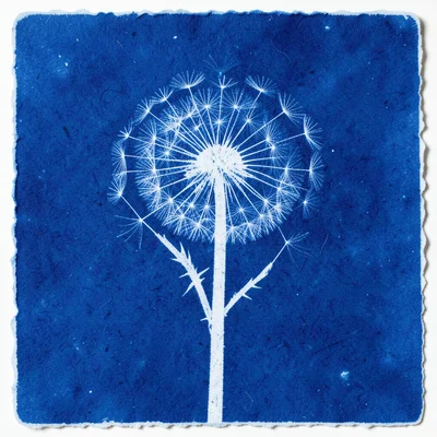 Dandelion seed head cyanotype, individual parachute seeds resolved as tiny white