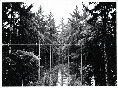 Photocopy of a dense forest photograph, individual trees merging into abstract m