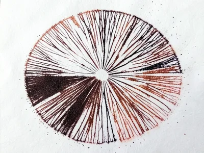 Overlapping spore prints from two different species, white print crossing dark b