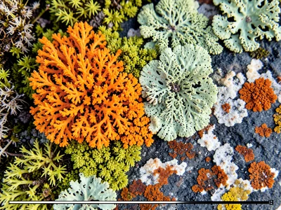 Lichen turf war: bright orange Xanthoria and pale green Lecanora meeting at a sh