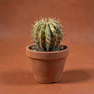 Sharp catalog hero of a single golden barrel cactus in a hand-thrown terracotta