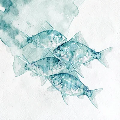 Cluster of aquamarine lowpoly fish suspended mid-swim with overlapping transluce
