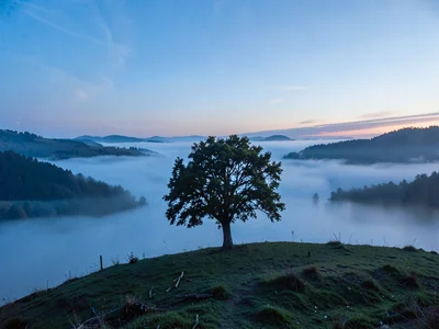Single tree fully isolated on fog-surrounded hilltop