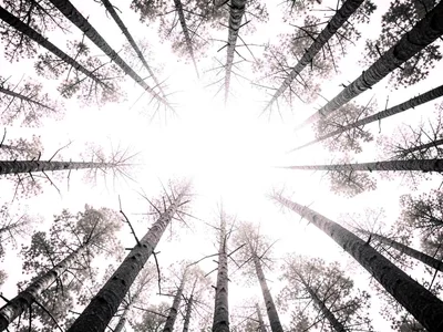 Forest canopy from below all white