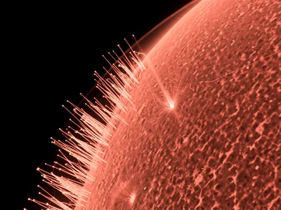 Solar spicule forest at the limb, thousands of plasma jets rising and falling at