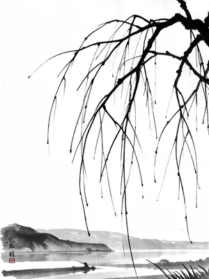 Bare willow branches trailing down into unseen water