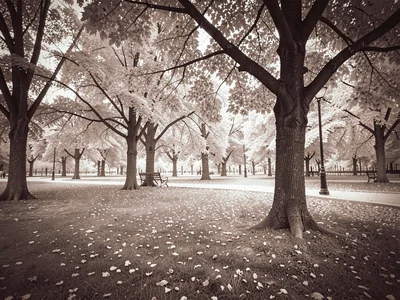 Park scene infrared