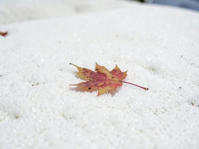Single fallen maple leaf on endless white sand garden, the weight of almost noth