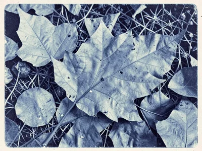 Leaf collection cyanotype