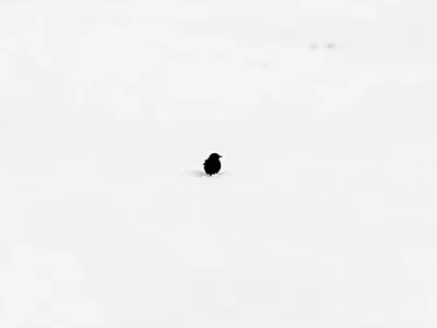 Bird on snow as black dot