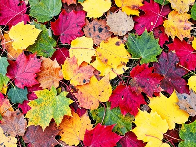 Autumn leaves as color field