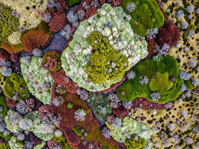 Sphagnum carpet showing variations in species creating color zones