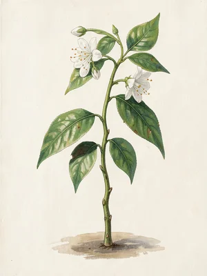 Jasmine Vine — Open and Budding