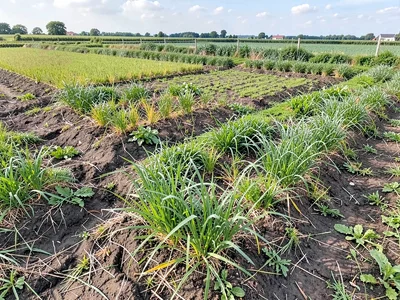 Agricultural patchwork