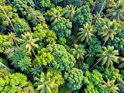 Amazon canopy aerial