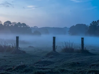 Vineyard posts emerging as rhythm from fog surface