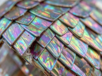 Butterfly scale arrangement macro, overlapping shingle-like scales creating irid