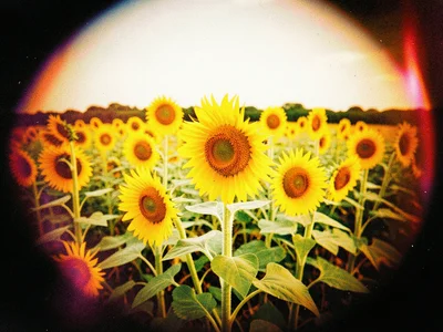 Sunflowers in a field, edges dissolved into dark vignette, the yellow super-satu