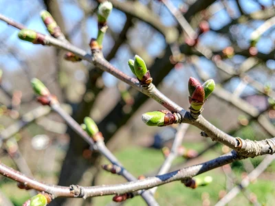 Branch with spring buds