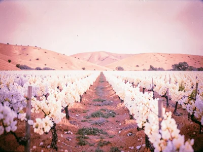 Vineyard rows in mid-summer glowing white against the dusty pink hills behind th
