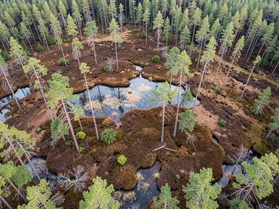 Bog woodland showing stunted pines scattered across wet ground