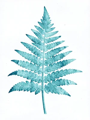 Fern frond cyanotype