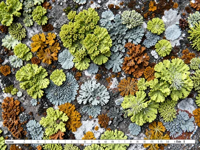 Crustose lichen completely covering a concrete wall, decades of growth creating 