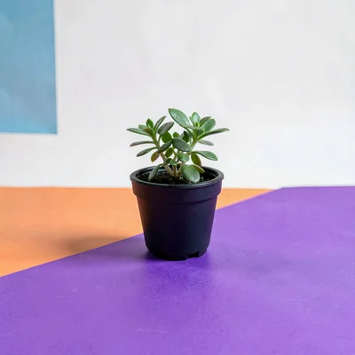 Single small plant pot against a chalk-white seamless