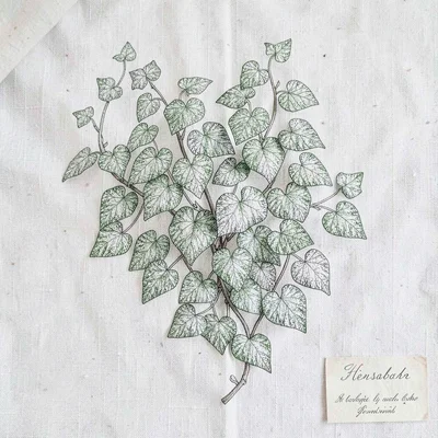 Fineline cluster of climbing ivy with each leaf carefully stippled, pale linen b