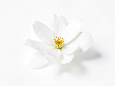 White flower emerging from white
