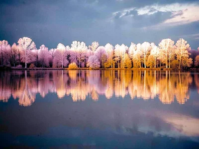 Lake reflection with white tree line