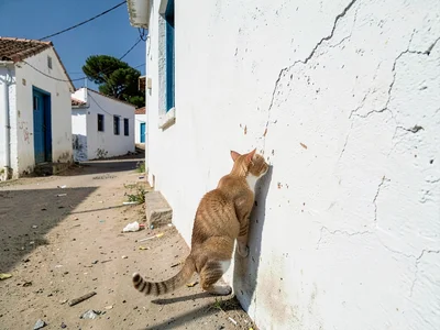 Cat finding only shadow in noon village, pressed against whitewashed wall