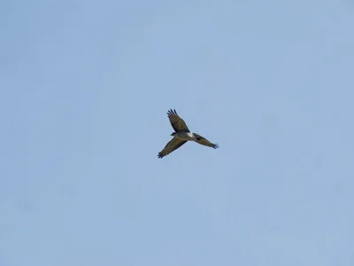 Single brushstroke of bird in flight, everything else is empty sky