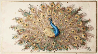 Egg tempera illustration, peacock with fanned tail feathers , yolk-bound pigment