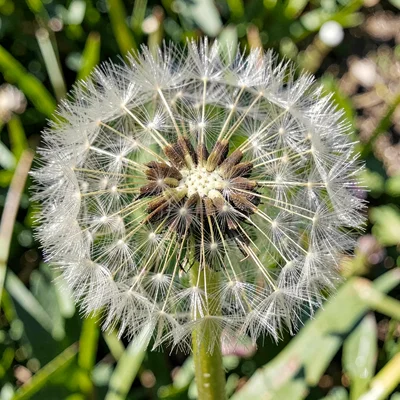 A dandelion seed head with exactly seventeen seeds remaining, each pappus filame