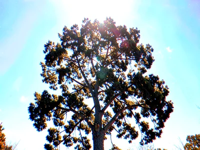 Tree against bright sky chromatic