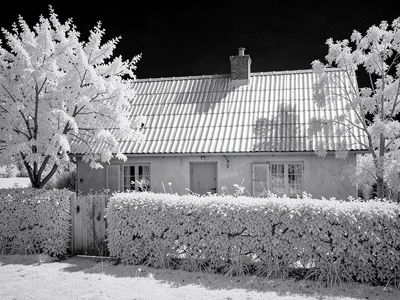 A rural farmhouse behind a hedge in full infrared, roof tiles silver, leaves lik