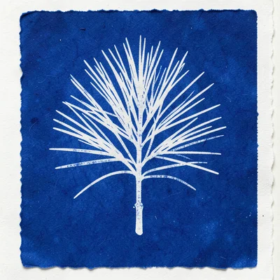 Pine needle cluster cyanotype, radiating needle bundle creating starburst white 