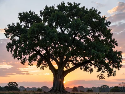 Tree form against dawn