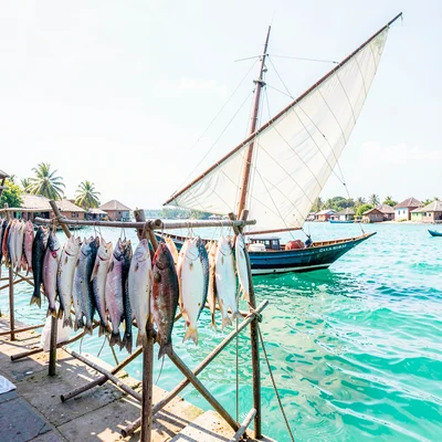 Brilliant Indian Ocean noon light in Dar es Salaam, Fish drying on racks, white 