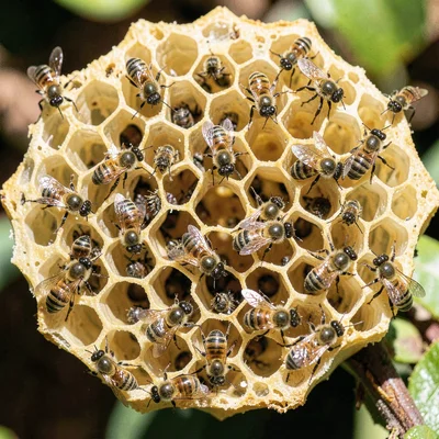 Beehive cross-section showing hexagonal architecture, worker bees frozen mid-lab